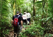 Sobrevivencia na selva