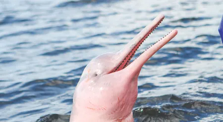 Caboclos House - pink river dolphin