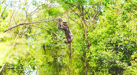 Caboclos House - sloth in the flooded forest