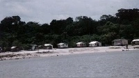 A typical community of local inland alog of Cuieiras River