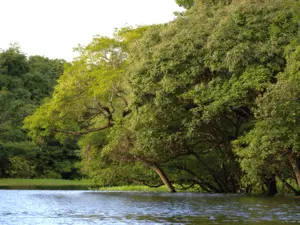 Ecofloating Tour - beira rio