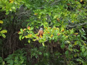 Ecofloating Tour - aguia