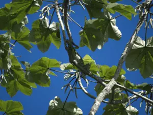 Ecofloating Tour - iguana
