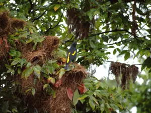 Ecofloating Tour - japiim