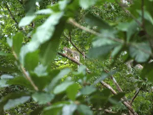 Ecofloating Tour - macaco