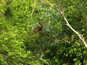 Ecofloating Tour - macaco prego