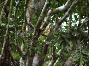Ecofloating Tour - macaco