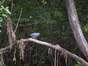 Ecofloating Tour - p�ssaro