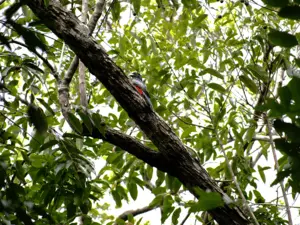 Ecofloating Tour - p�ssaro