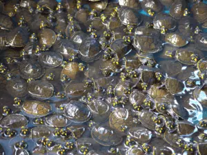 Ecofloating Tour - tartarugas