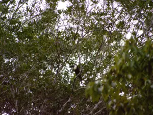 Ecofloating Tour - tucano