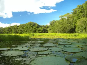 Ecofloating Tour - vit�ria R�gia