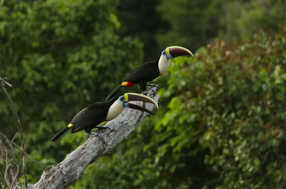  Private Rainforest Refuge - Amazon Glamping - Upper Rio Negro