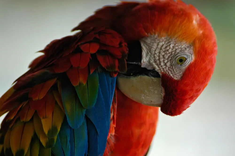  Private Rainforest Refuge - Macaw
