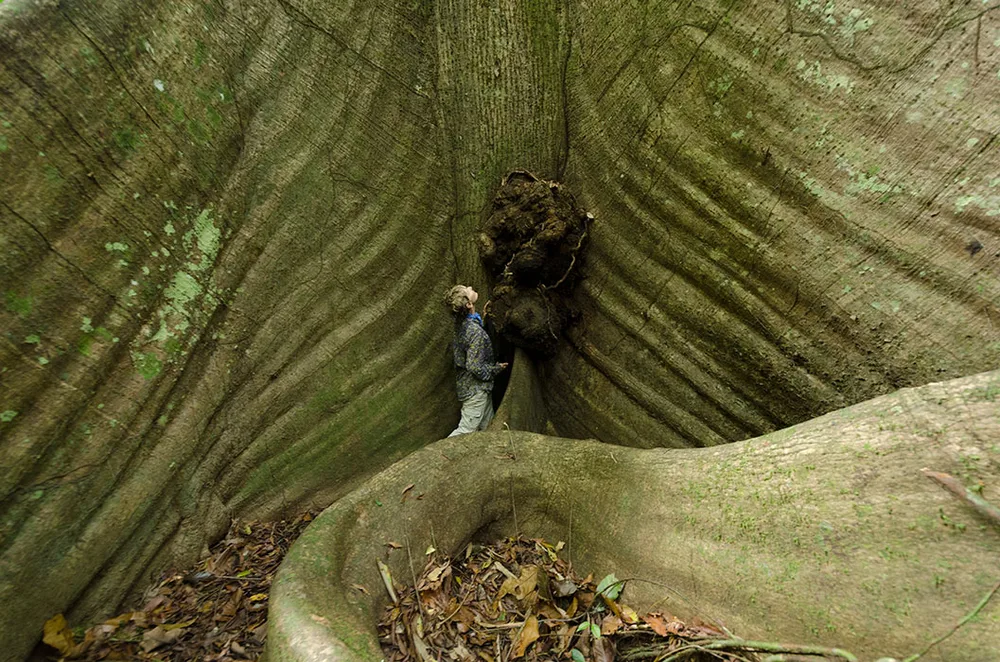  Private Rainforest Refuge - Giant tree