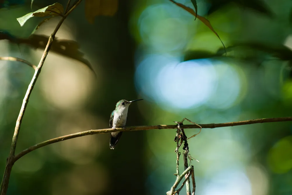  Private Rainforest Refuge - Hummingbird