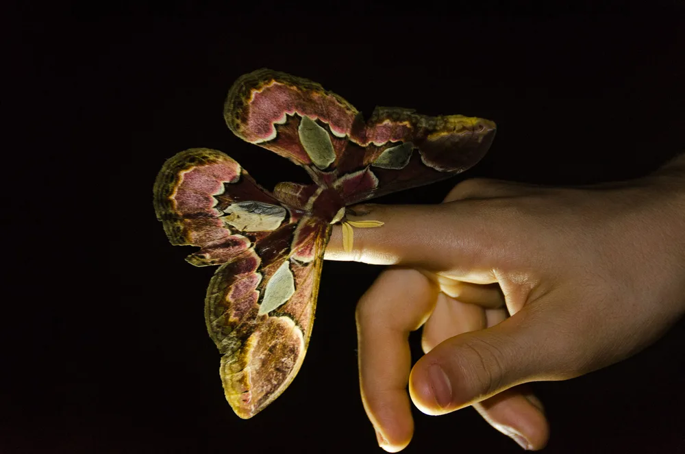  Private Rainforest Refuge - Butterfly