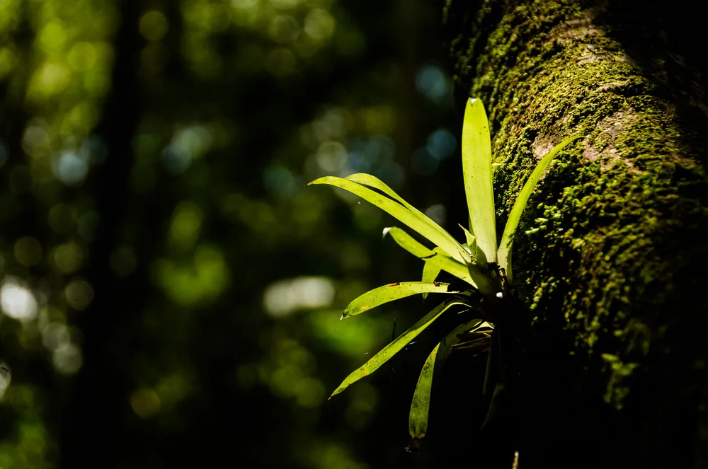  Private Rainforest Refuge - Bromeliad