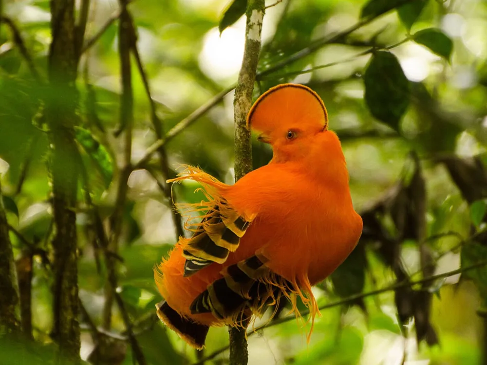  Private Rainforest Refuge - Cock-of-the-Rock