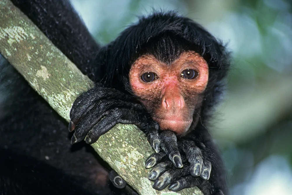  Private Rainforest Refuge - Spider monkey