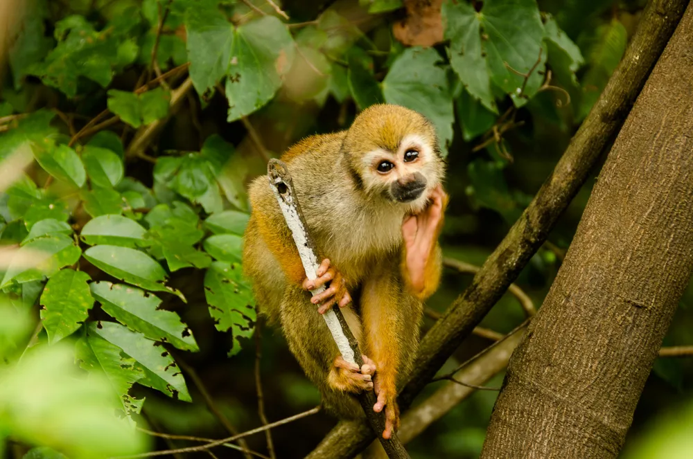  Private Rainforest Refuge - Squirrel monkey