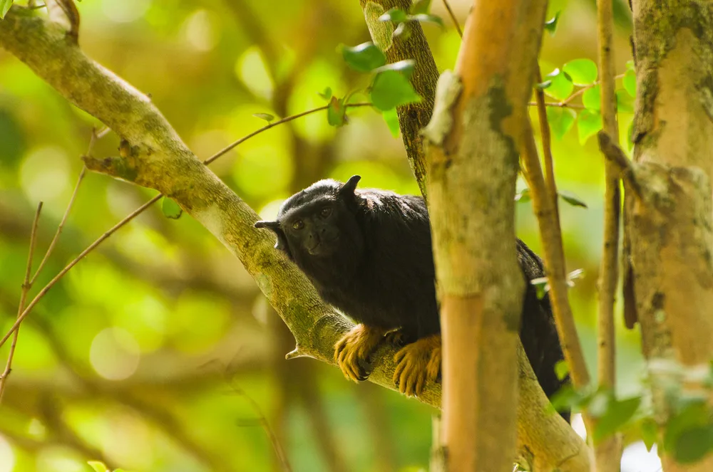  Private Rainforest Refuge - Golden-handed tamarin