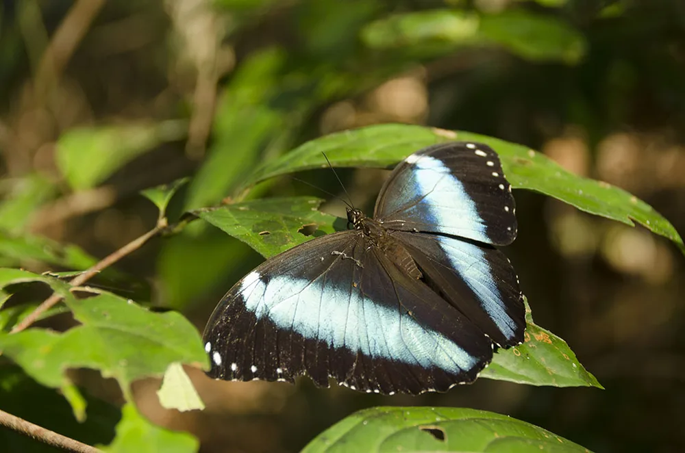  Private Rainforest Refuge - Morpho butterfly