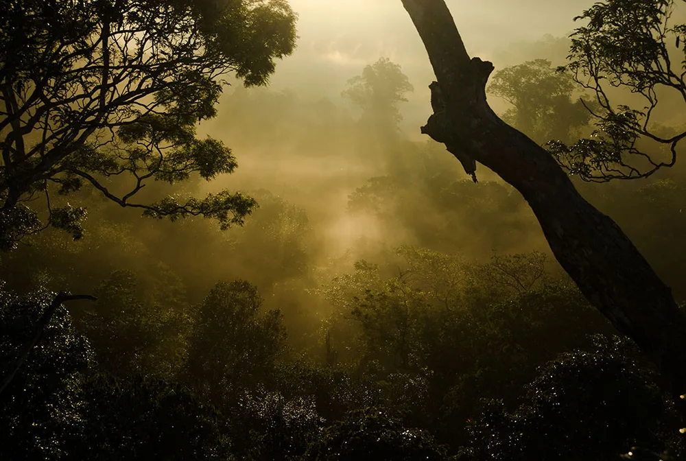  Private Rainforest Refuge - Sunrise