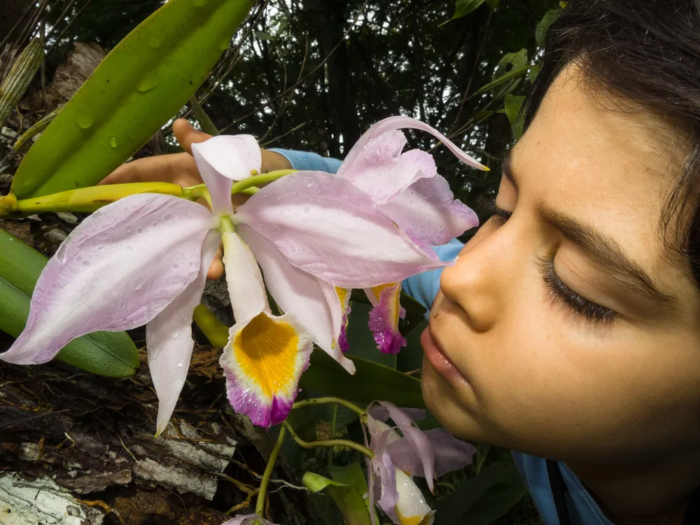  Private Rainforest Refuge - Orchid