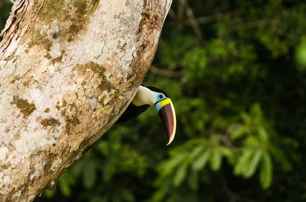  Private Rainforest Refuge - Toucan
