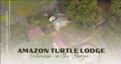 More about Amazon Turtle